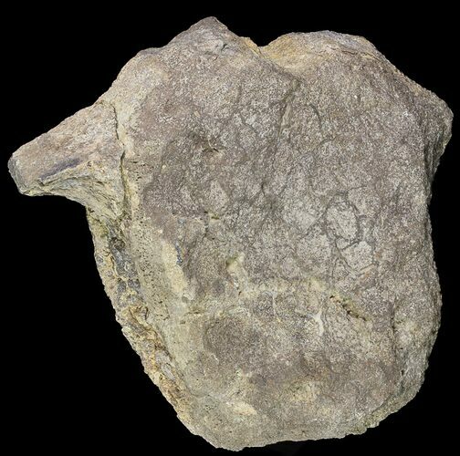 Huge, Hadrosaur Vertebrae - Aguja Formation, Texas #76735